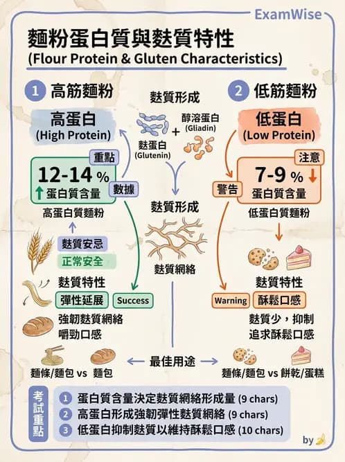 營養 - 穀類、澱粉與麵粉製備原理 - AI 圖文解析預覽