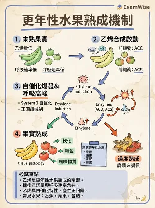 營養 - 動植物性食材製備原理 - AI 圖文解析預覽