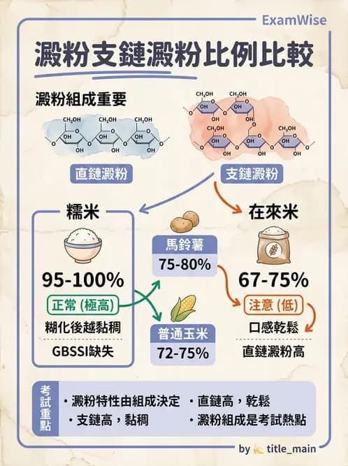 營養 - 穀類、澱粉與麵粉製備原理 - AI 圖文解析預覽