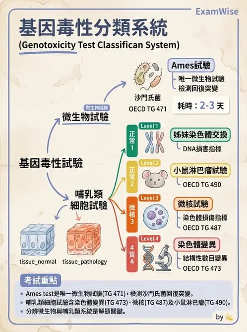 營養 - 食品安全性評估 - AI 圖文解析預覽