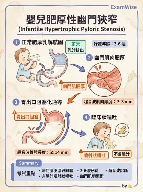 營養 - 消化系統生理學 - AI 圖文解析預覽