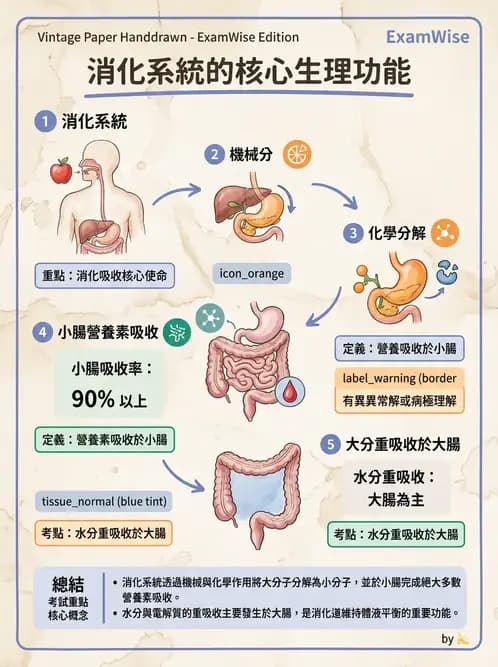 營養 - 消化系統生理學 - AI 圖文解析預覽