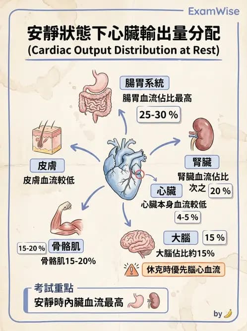 營養 - 心血管系統生理學 - AI 圖文解析預覽