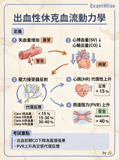 營養 - 心血管系統生理學 - AI 圖文解析預覽