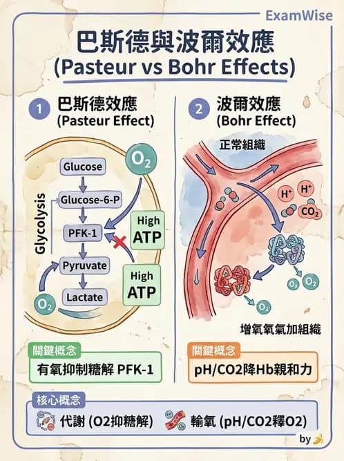 營養 - 醣類代謝 - AI 圖文解析預覽