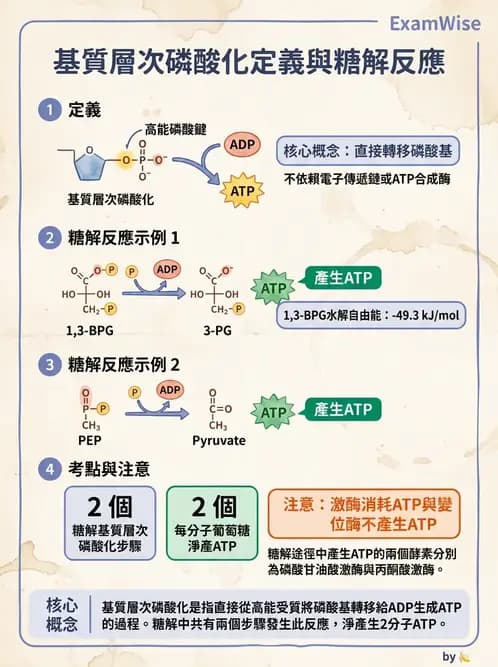 營養 - 醣類代謝 - AI 圖文解析預覽
