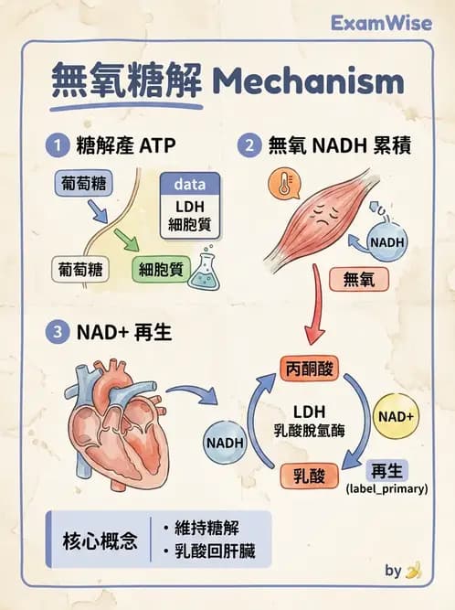 營養 - 醣類代謝 - AI 圖文解析預覽