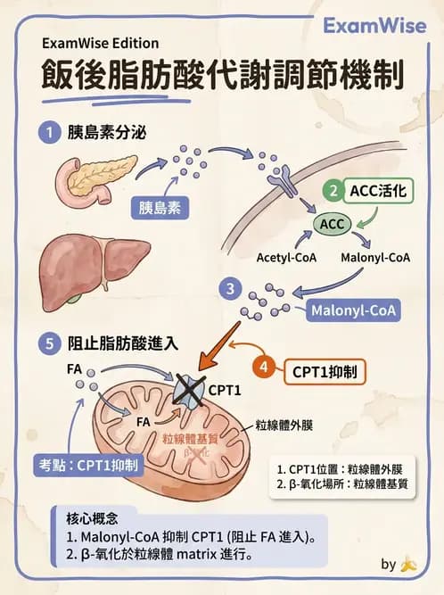 營養 - 脂質代謝 - AI 圖文解析預覽