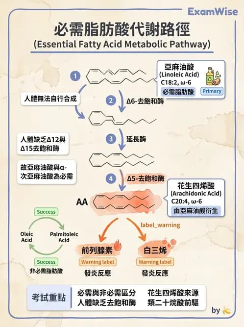 營養 - 脂質代謝 - AI 圖文解析預覽