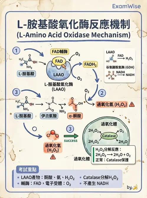 營養 - 蛋白質與胺基酸代謝 - AI 圖文解析預覽