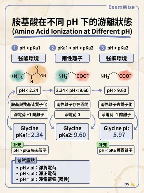 營養 - 蛋白質與胺基酸代謝 - AI 圖文解析預覽