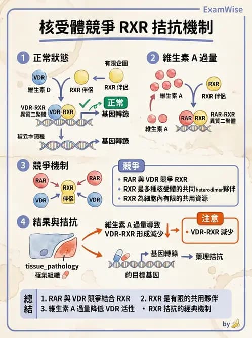 營養 - 核酸與基因表現 - AI 圖文解析預覽