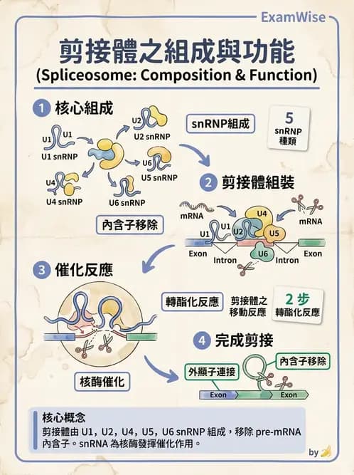 營養 - 核酸與基因表現 - AI 圖文解析預覽