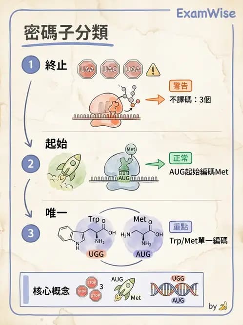 營養 - 核酸與基因表現 - AI 圖文解析預覽