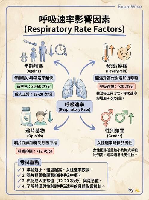 護理師 - 體溫與呼吸評估 - AI 圖文解析預覽