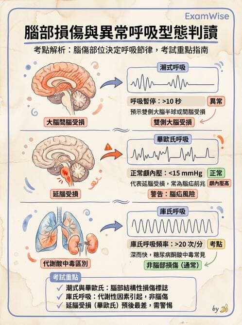 護理師 - 體溫與呼吸評估 - AI 圖文解析預覽
