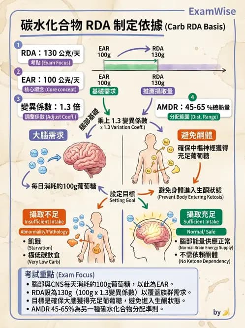 營養 - 醣類消化吸收與血糖調控 - AI 圖文解析預覽