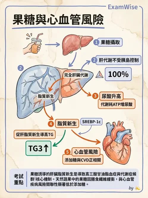 營養 - 醣類代謝路徑 - AI 圖文解析預覽