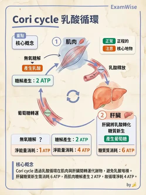 營養 - 醣類代謝路徑 - AI 圖文解析預覽