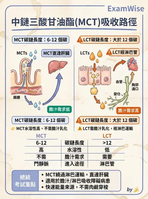 營養 - 脂質消化吸收與膽汁 - AI 圖文解析預覽