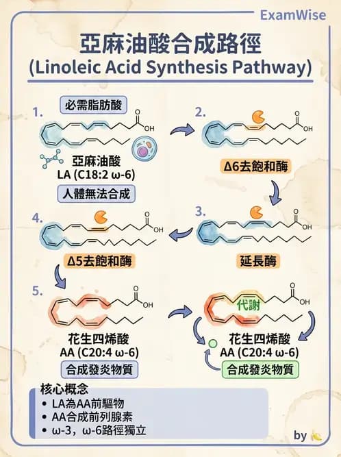 營養 - 脂肪酸種類與必需脂肪酸 - AI 圖文解析預覽