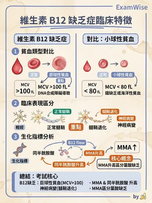 營養 - 單碳代謝與造血B群維生素 - AI 圖文解析預覽