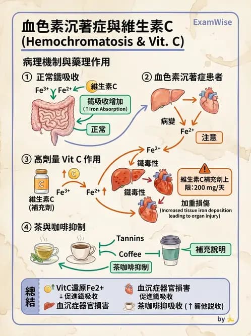 營養 - 維生素C與其他水溶性維生素 - AI 圖文解析預覽