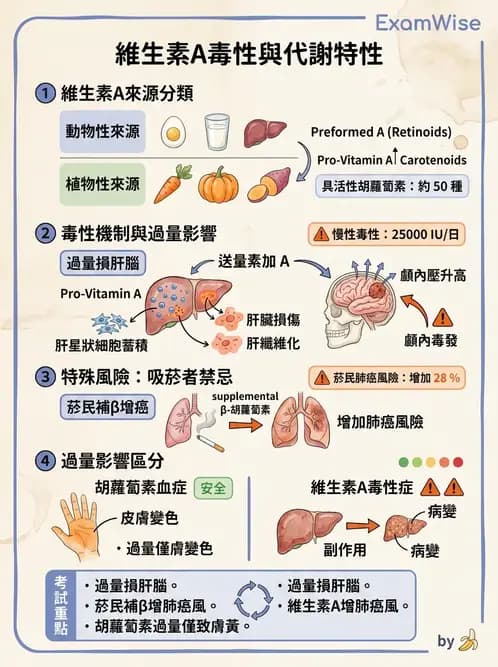 營養 - 維生素A - AI 圖文解析預覽
