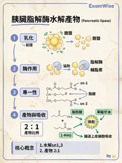 營養 - 脂質消化吸收與膽汁 - AI 圖文解析預覽