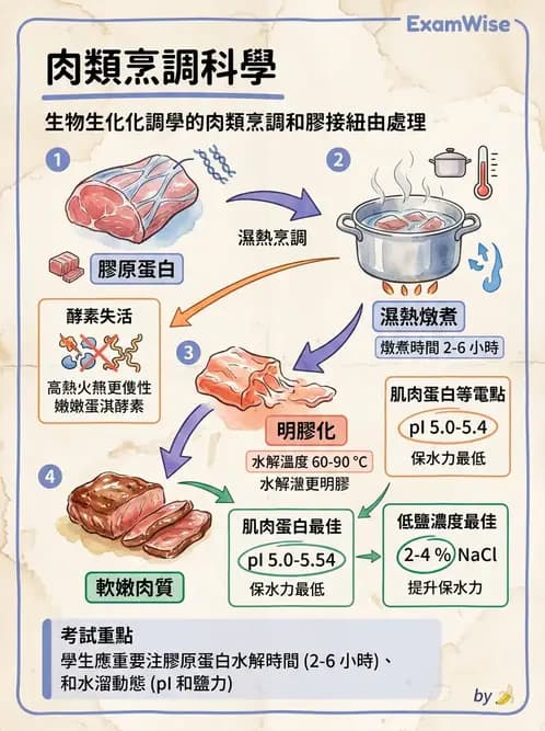 營養 - 動植物性食材製備原理 - AI 圖文解析預覽