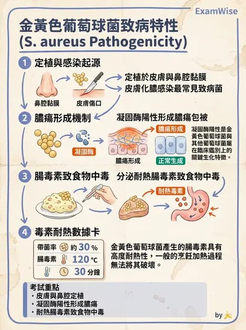 營養 - 食源性病原微生物 - AI 圖文解析預覽