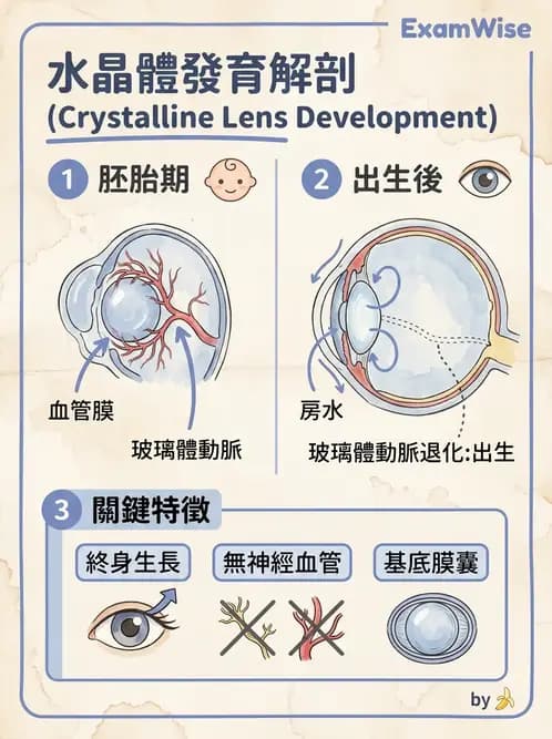 驗光師 - 水晶體與玻璃體 - AI 圖文解析預覽