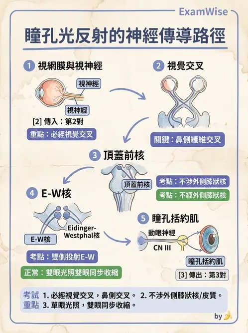 驗光師 - 眼部反射弧與自主神經調控 - AI 圖文解析預覽