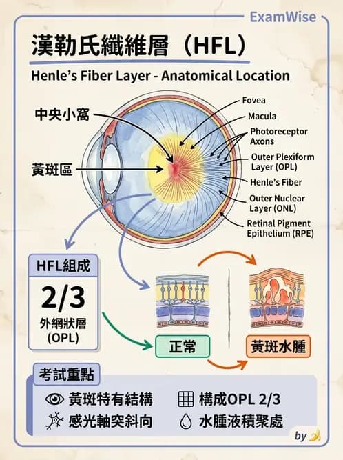 驗光師 - 視網膜 - AI 圖文解析預覽