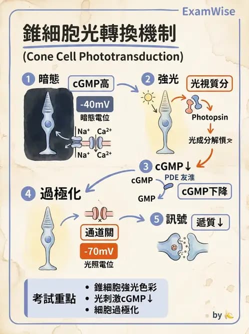 驗光師 - 視網膜 - AI 圖文解析預覽