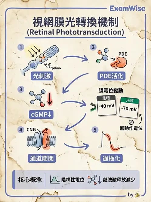 驗光師 - 視網膜 - AI 圖文解析預覽