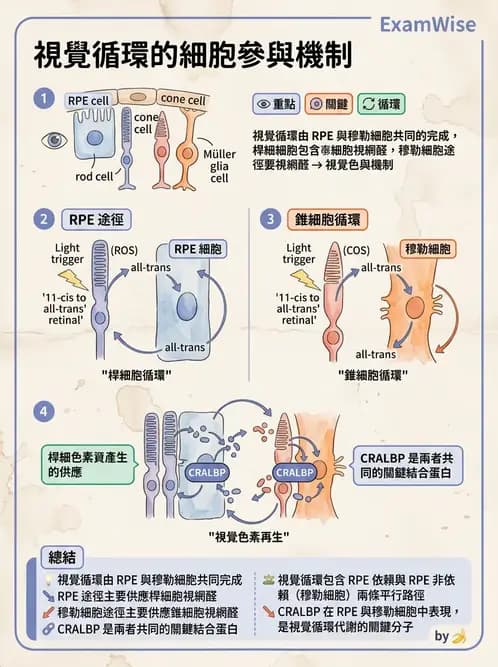 驗光師 - 視網膜 - AI 圖文解析預覽