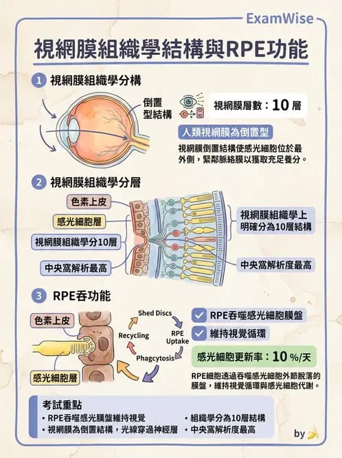 驗光師 - 視網膜 - AI 圖文解析預覽