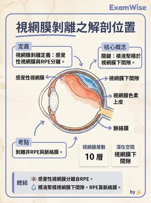 驗光師 - 視網膜 - AI 圖文解析預覽