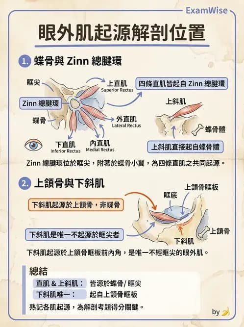 驗光師 - 眼外肌與眼球運動 - AI 圖文解析預覽
