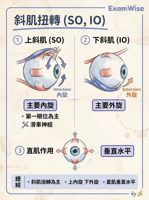 驗光師 - 眼外肌與眼球運動 - AI 圖文解析預覽
