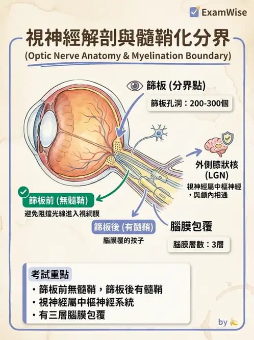 驗光師 - 視覺神經傳導系統 - AI 圖文解析預覽