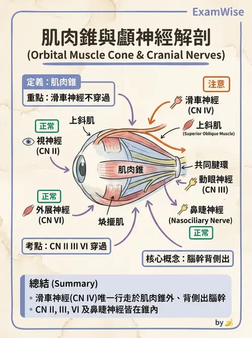 驗光師 - 眼部腦神經解剖與麻痺 - AI 圖文解析預覽