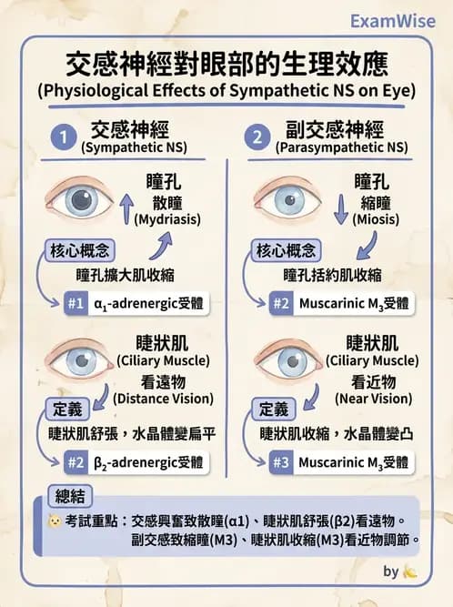 驗光師 - 眼部反射弧與自主神經調控 - AI 圖文解析預覽