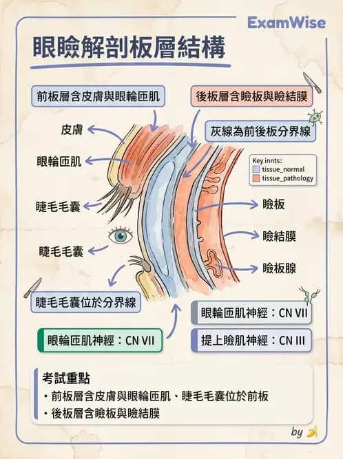 驗光師 - 眼附屬系統 - AI 圖文解析預覽