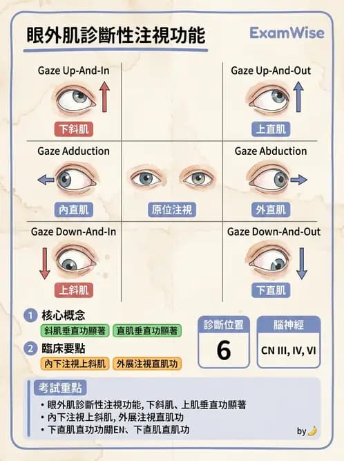 驗光師 - 眼外肌運動與眼位初步檢查 - AI 圖文解析預覽