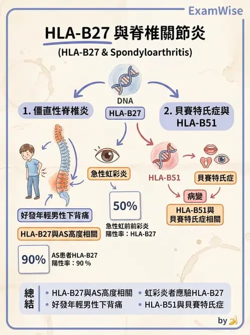 驗光師 - 葡萄膜炎與免疫相關眼病變 - AI 圖文解析預覽