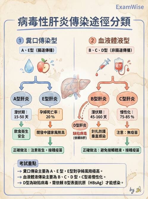 護理師 - 肝膽胰疾病 - AI 圖文解析預覽