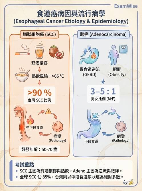 護理師 - 消化系統癌症護理 - AI 圖文解析預覽