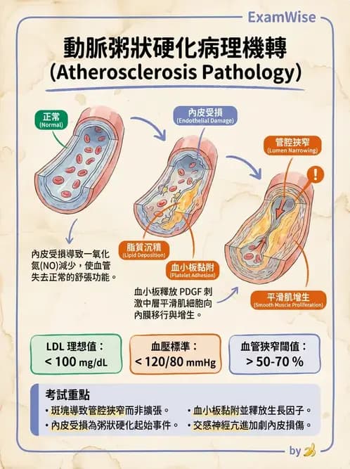 護理師 - 高血壓與周邊血管疾病 - AI 圖文解析預覽